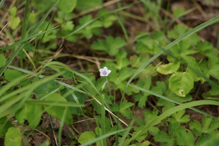 草むらのなかに、白くて小さな花、ゲンノショウコです