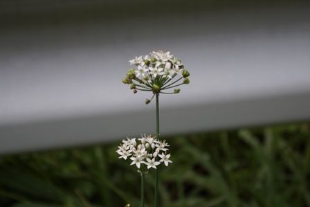 すーっと伸びた茎に、白い小さな花をつけたニラです
