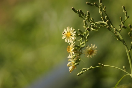 白い小さな花オニタビラコに、小さな虫が留まっています