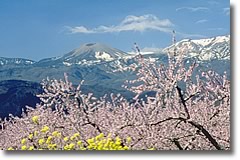 桃の花と種まきうさぎ（福島市）