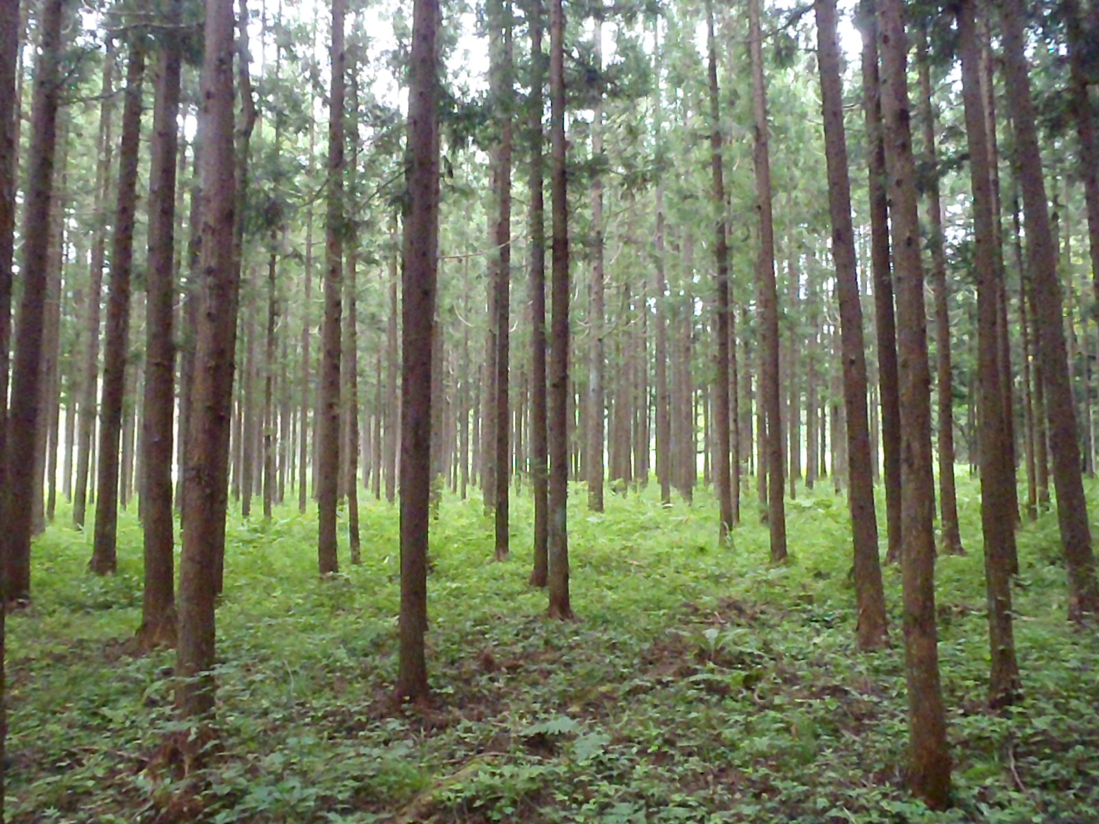 森林環境基金森林整備事業