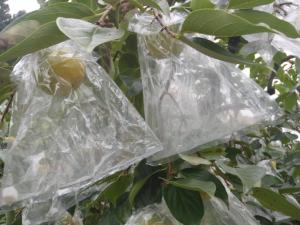 果実の処理状況