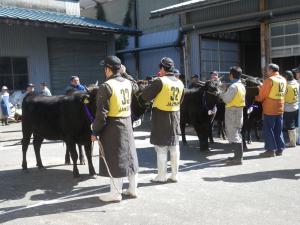 グランドチャンピオン審査風景