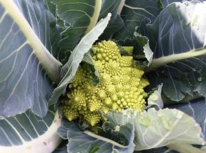ロマネスコの花蕾