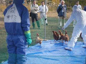 模擬鶏舎での鶏の捕獲