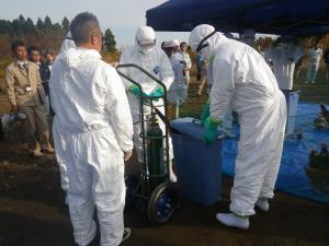 鶏の殺処分演習（模擬）