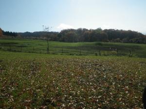 牧柵の支柱も使えそうです。