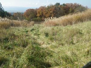 来年度再生を計画しています