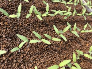 育苗中のチェリートマト