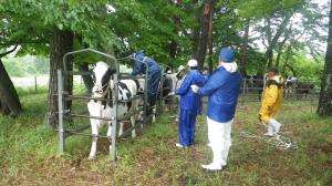 放牧牛の衛生検査の実施