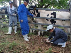 放牧牛血液検査の実施