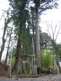 隠津島神社のスギ並木