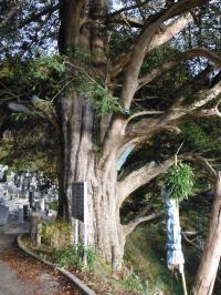 長法寺のかやの木
