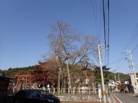 向ヶ岡公園の桜
