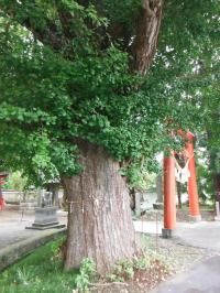 諏訪神社の大イチョウ
