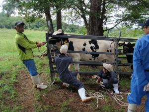 放牧牛からの採血検査