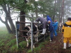 放牧牛からの採血・採便検査