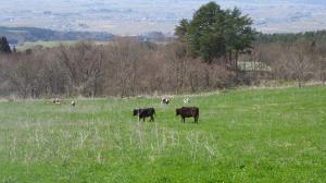 放牧地で自由を満喫