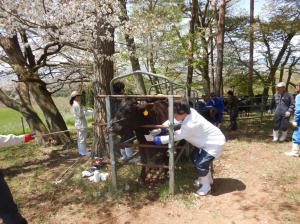 桜の下で採血作業