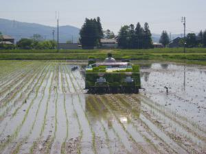 密播苗の田植え作業