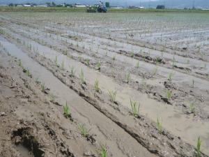 移植された苗の状況