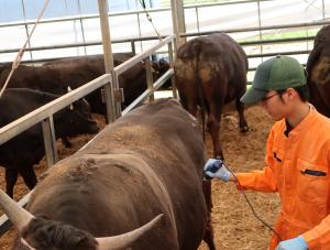 測定部位の毛刈りの実施