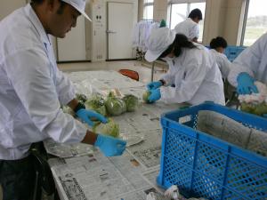 収穫した野菜の袋詰め作業