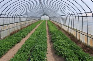 ハウス内の落花生の栽培状況