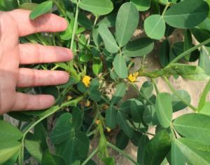 開花した落花生