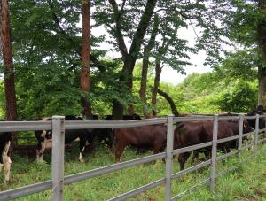 検査を待つ牛たち