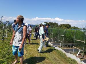 アスパラガスのほ場（園芸振興センター）