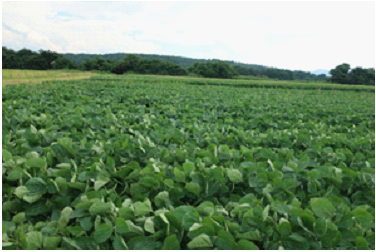 大豆の栽培状況(慶徳町)