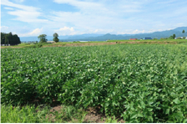 大豆の栽培状況(熊倉町)