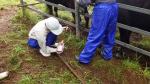 放射性セシウム用の採血の実施