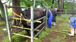 通常採血の実施