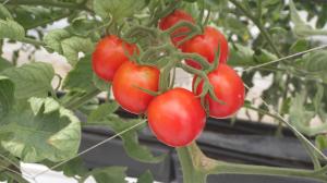 実証区のミニトマト