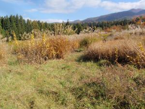 除染事業実施前