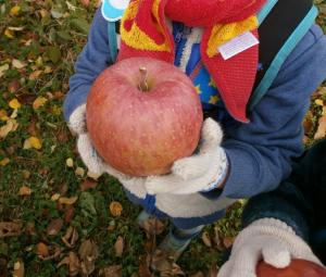 小さな手で大きなリンゴをとりました