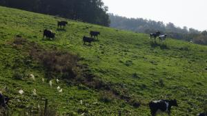 名残惜しそうな牛達