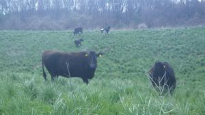 放牧地を颯爽と走り回る牛達