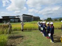 田んぼの学校での稲刈り風景１