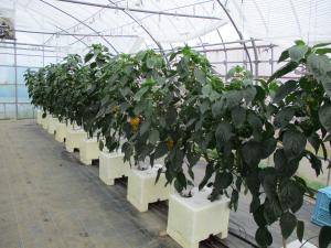 簡易養液栽培システムにおけるパプリカ栽培