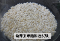 発芽玄米麹製造試験
