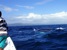 サマナ地区、鯨見学