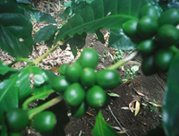 収穫前のコーヒー豆　写真