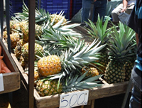 パイナップル 写真