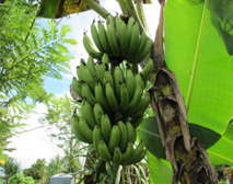 バナナ　写真