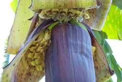 バナナは大きな紫色のつぼみの中にふさになって入っています