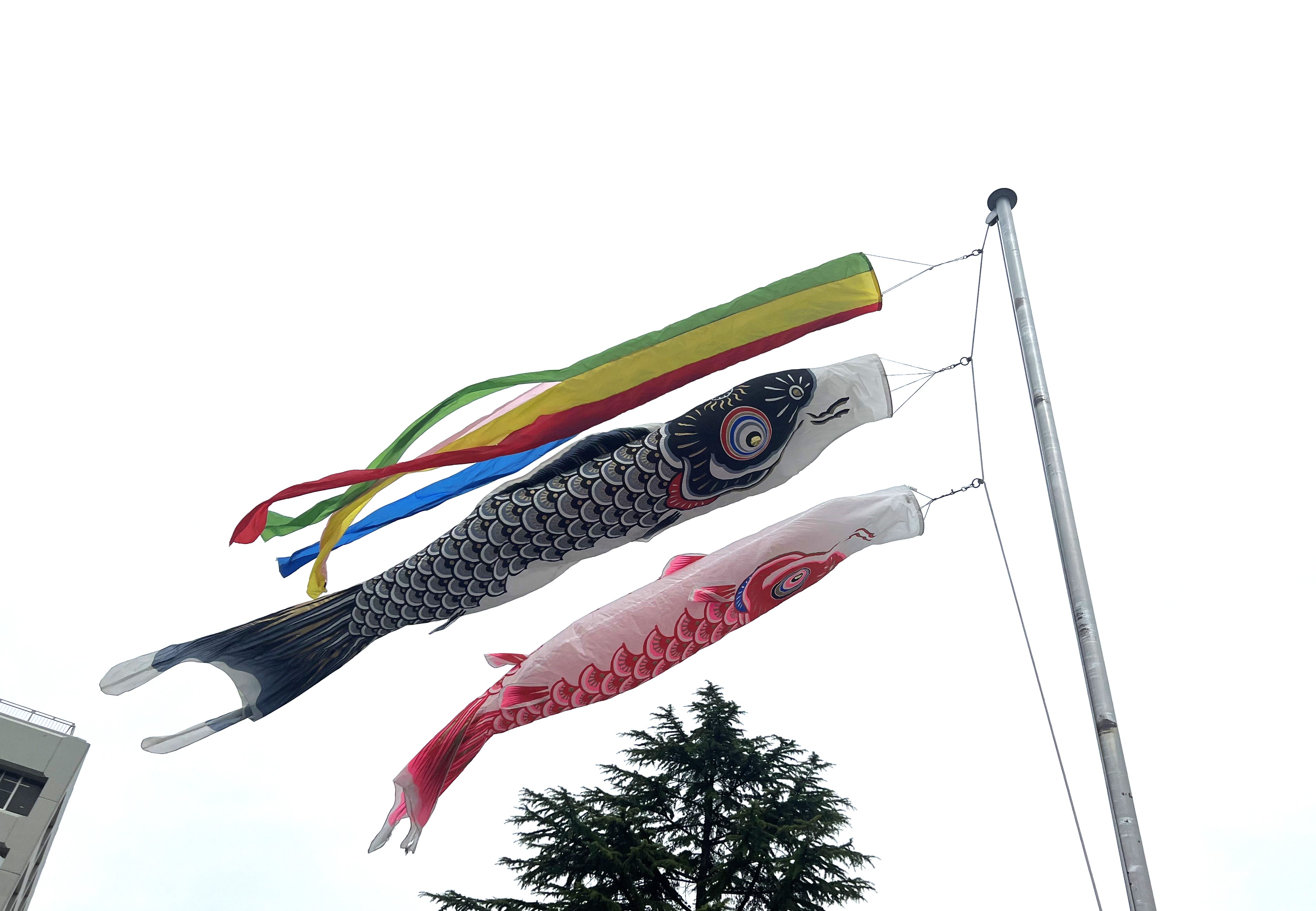 県庁本庁舎屋上へ掲揚している様子