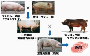 豚肉ができるまで